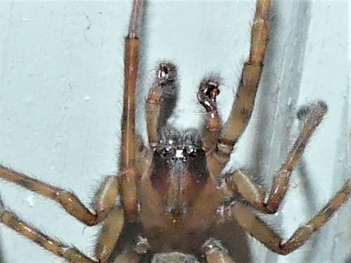 Amaurobius similis